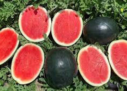 ice-ball-watermelon