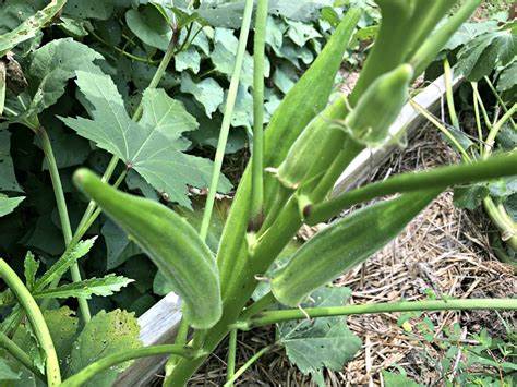 okra-seed