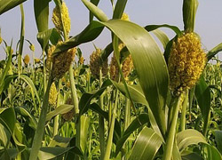 sorghum-image